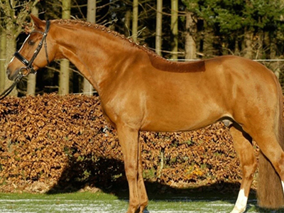 Holstein-Gentleman-ganz.jpg