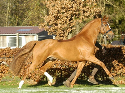 Holsteins-Gentleman-2.jpg