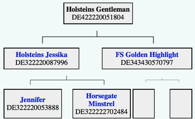 Holsteins-Gentleman-Abstammung.png