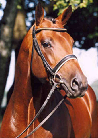 Horse_Louis_Le_Bon-_2big.jpg