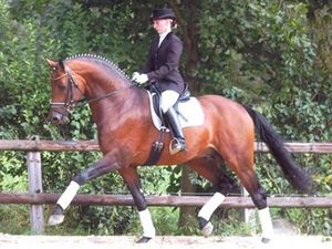 Horse_Louis_Le_Bon-_3.jpg